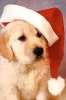 christmas_puppy.jpg