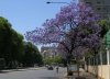 Jacaranda1.JPG