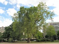 platanus.jpg