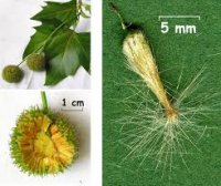 images fruto de pla.jpg