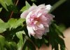 yun_2977peonia.jpg yun_2977peonia.jpg