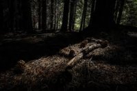 el refugio de las sombras.jpg