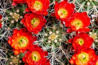 28469258-grande-biznaga-floración-de-espinas-y-flores-de-color-rojo-brillante-824x549.jpg