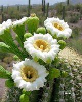 9b2acd6f1f4e9486db5e01adaa0fc479--desert-plants-desert-flowers.jpg