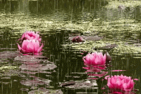 Bonitas-Imagenes-Gif-de-Flores-Y-Lluvia.gif