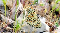 Melitaea-acentria-Israel.jpg