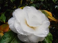 P1101199 - copia.JPG