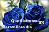 flores_azules-12412.jpg