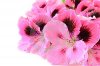 flores-rosadas-del-geranio-19353752.jpg