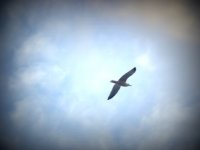 cuando yo me vaya.jpg