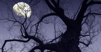 midnight_tree_moon_cloud_cemetery_death_empty_fear.jpg