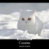 Cocaina