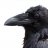 TheRaven